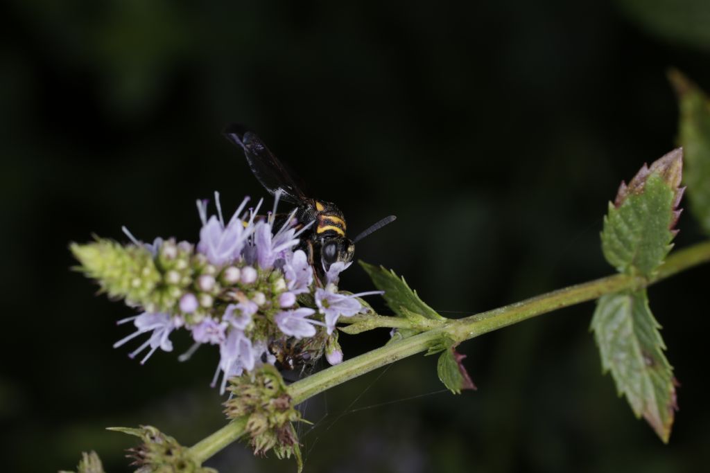 Leucospidae alieno? Forse s, Leucospis sp.